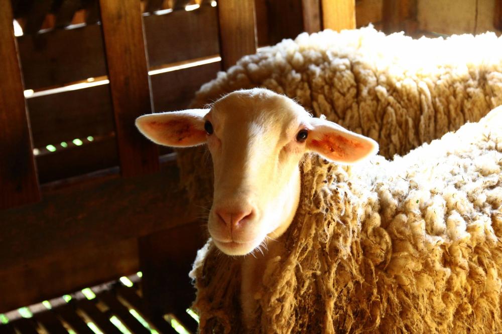Mouton