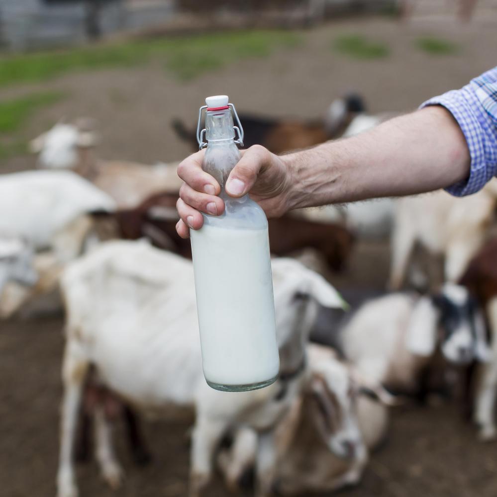 Bouteille de lait moutons